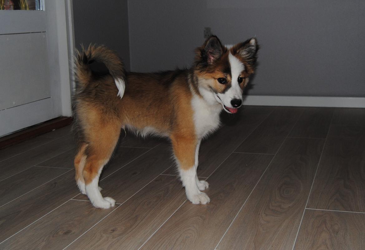 Islandsk fårehund Zilas billede 12