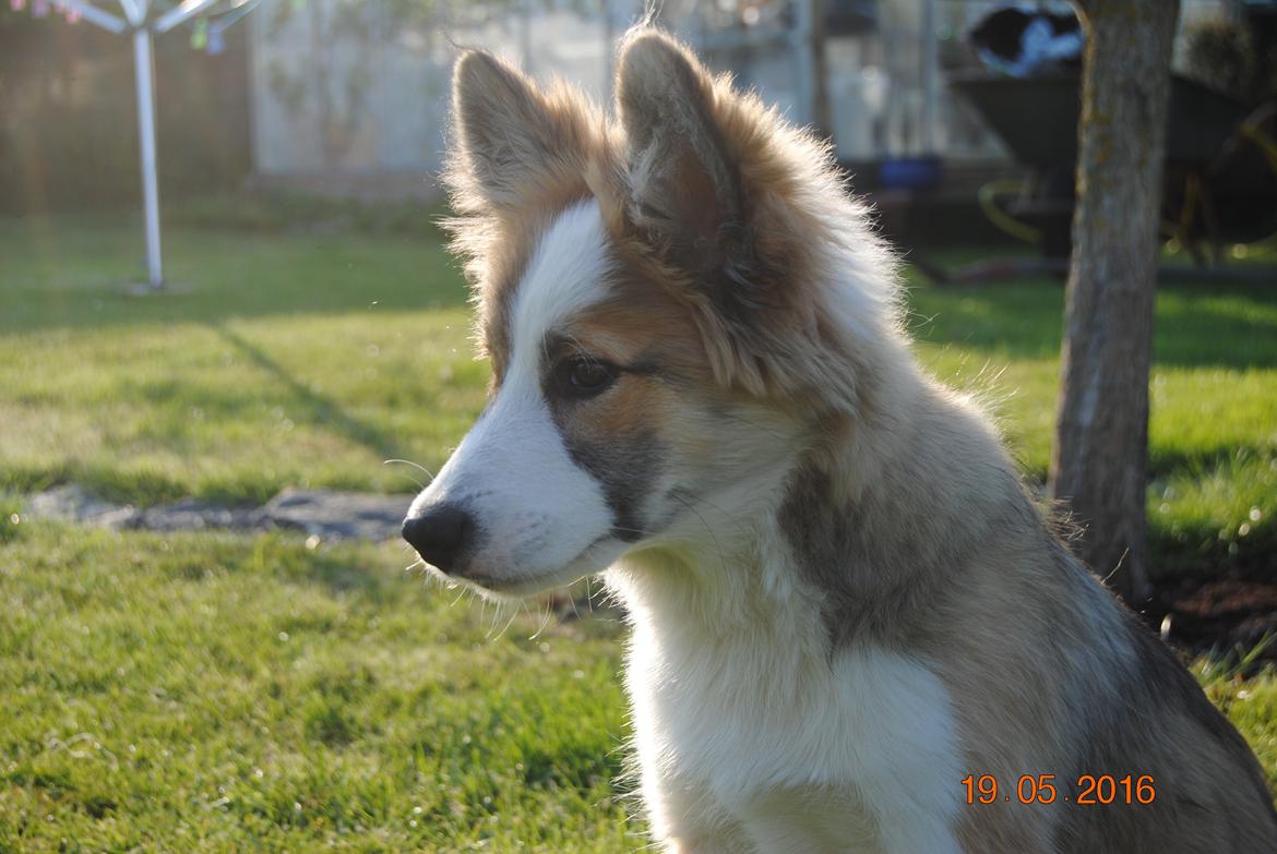 Islandsk fårehund Zilas billede 19