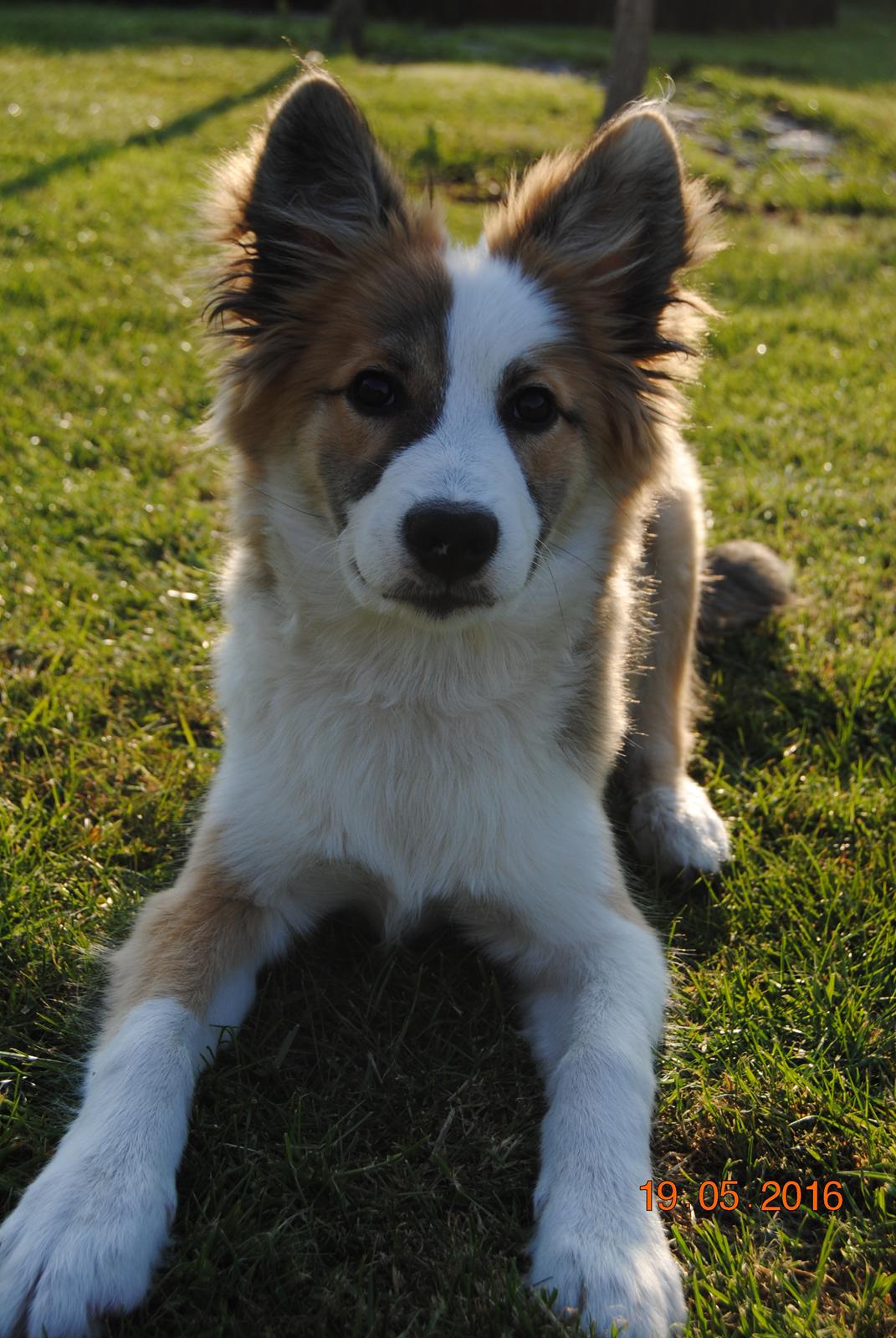 Islandsk fårehund Zilas billede 21