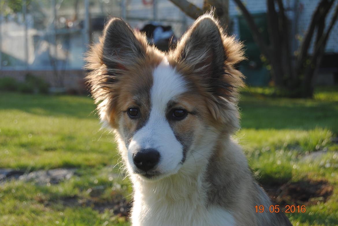 Islandsk fårehund Zilas billede 20