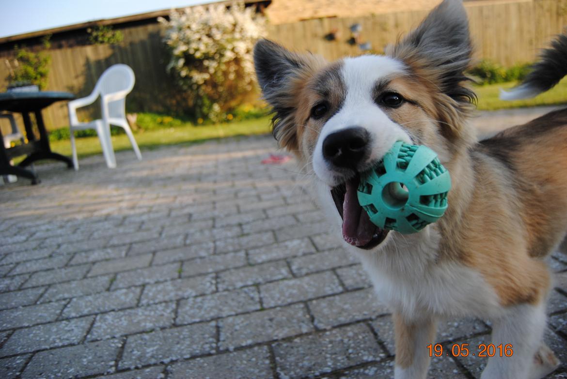 Islandsk fårehund Zilas billede 13