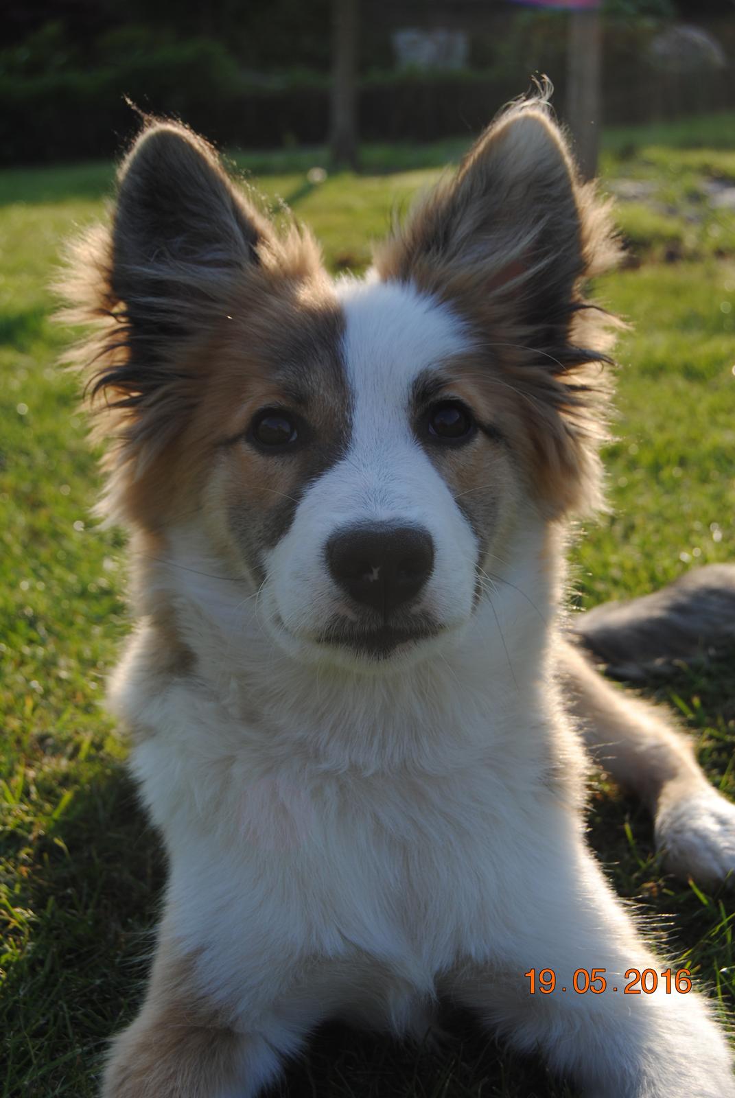 Islandsk fårehund Zilas billede 22