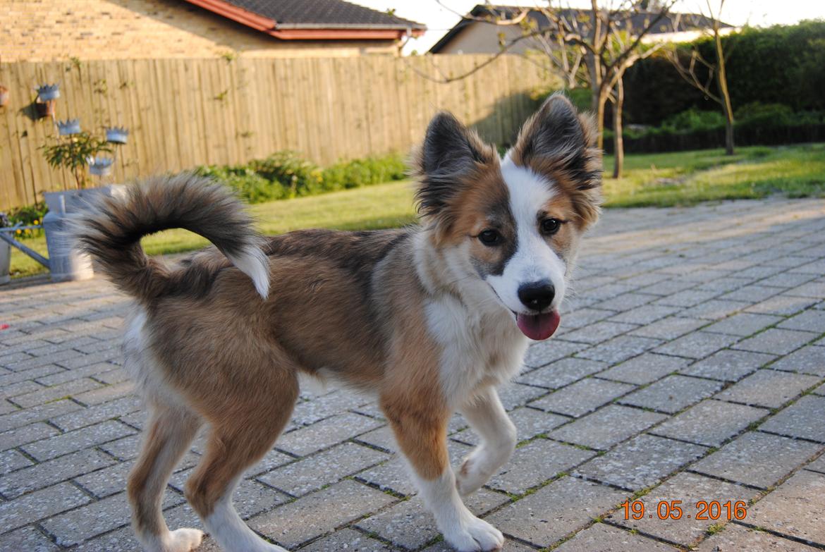 Islandsk fårehund Zilas billede 16