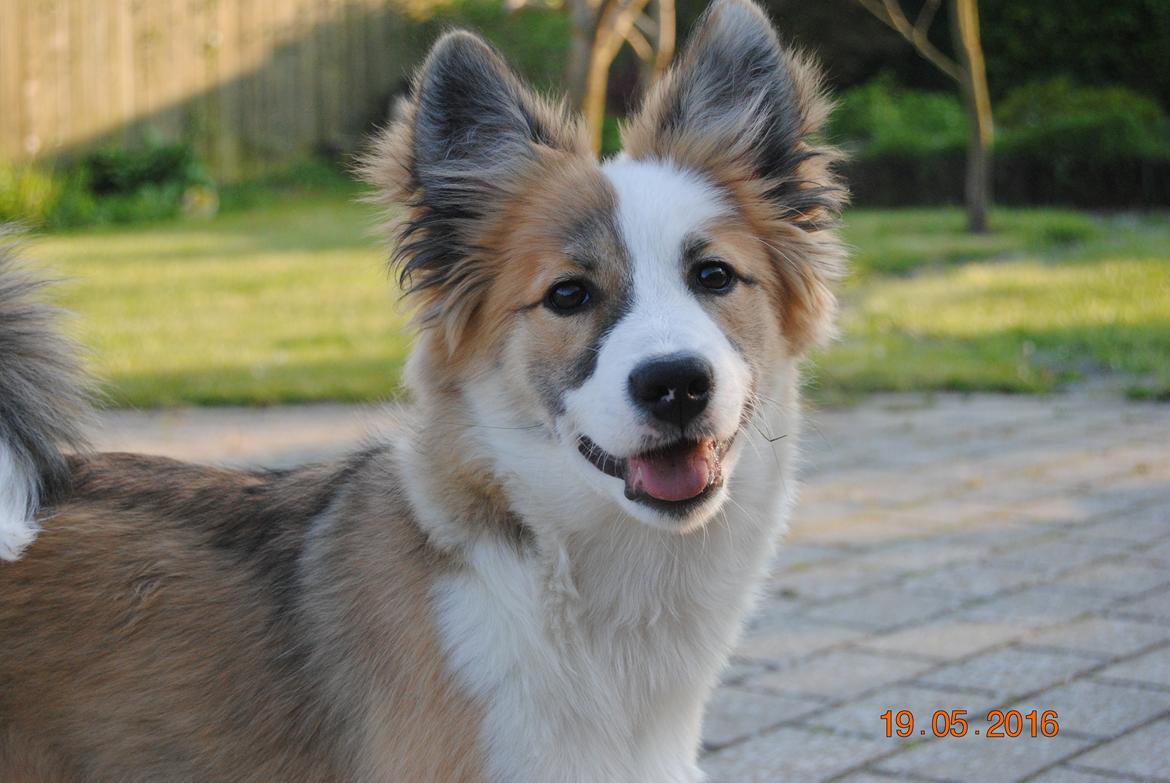 Islandsk fårehund Zilas billede 5