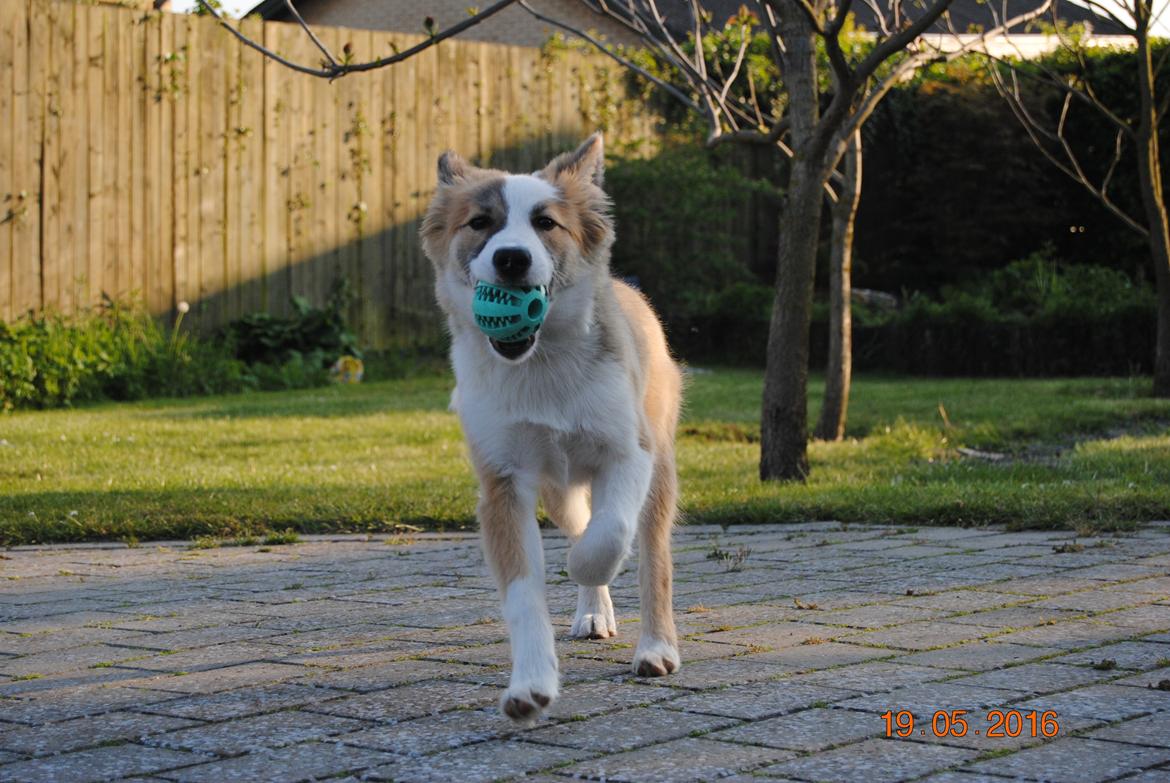 Islandsk fårehund Zilas billede 14