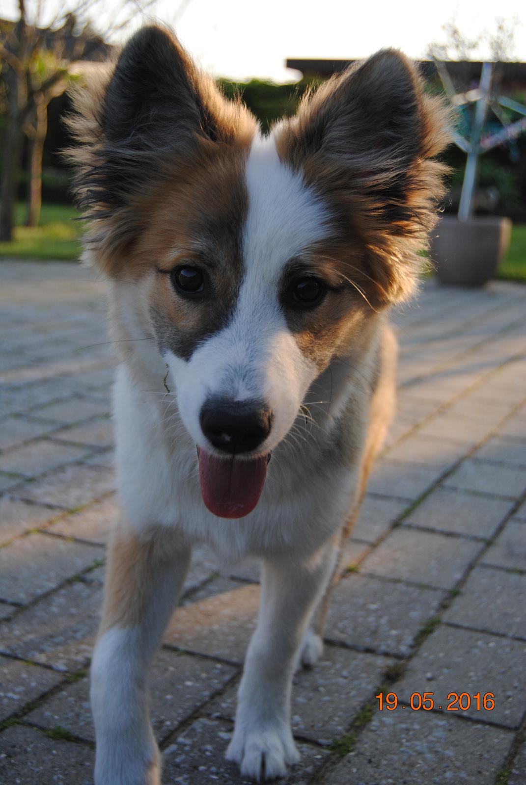 Islandsk fårehund Zilas billede 15