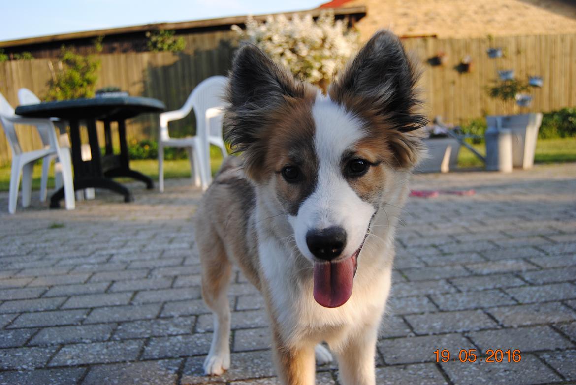 Islandsk fårehund Zilas billede 17