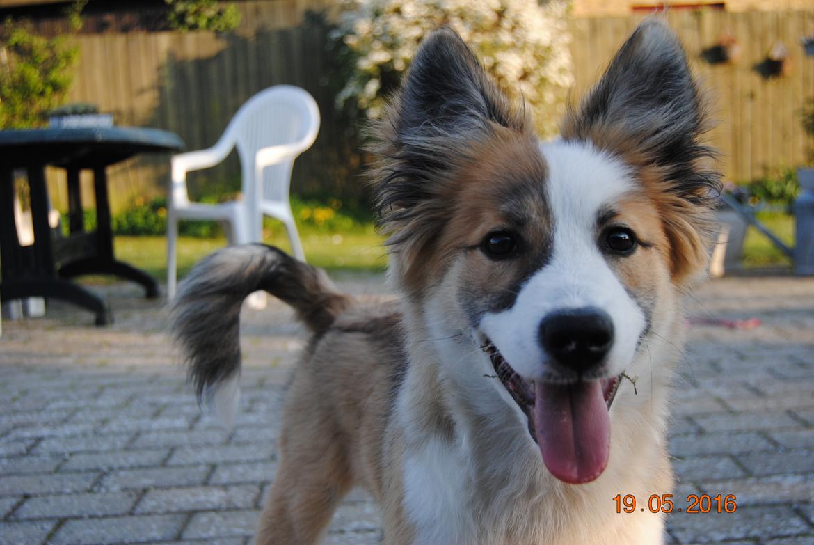 Islandsk fårehund Zilas billede 18