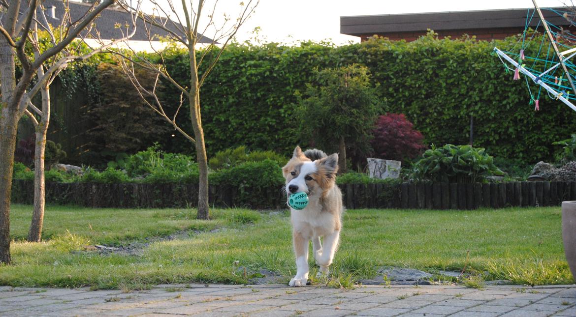 Islandsk fårehund Zilas billede 24