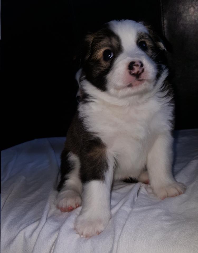 Islandsk fårehund Zilas billede 25