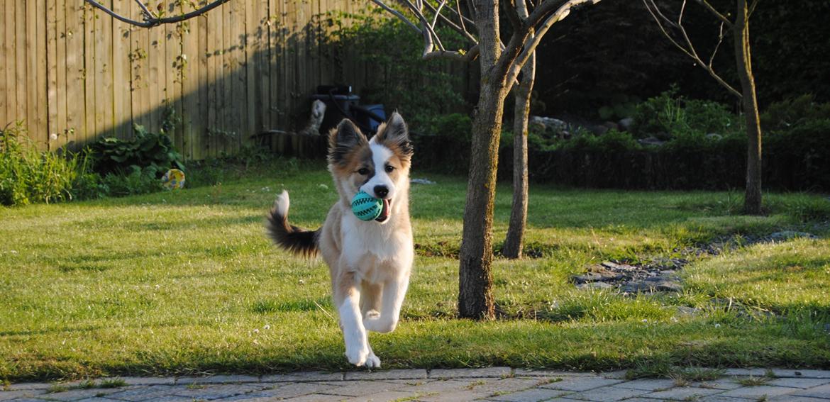 Islandsk fårehund Zilas billede 23