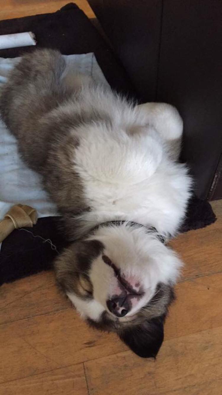 Islandsk fårehund Zilas billede 28