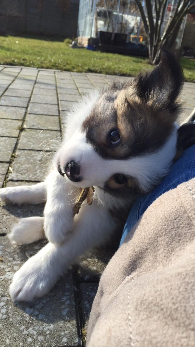 Islandsk fårehund Zilas billede 29