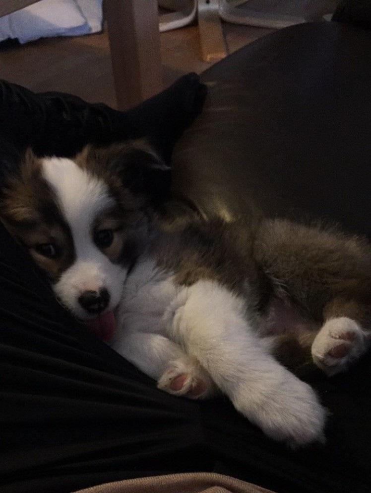 Islandsk fårehund Zilas billede 32