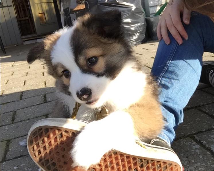 Islandsk fårehund Zilas billede 30