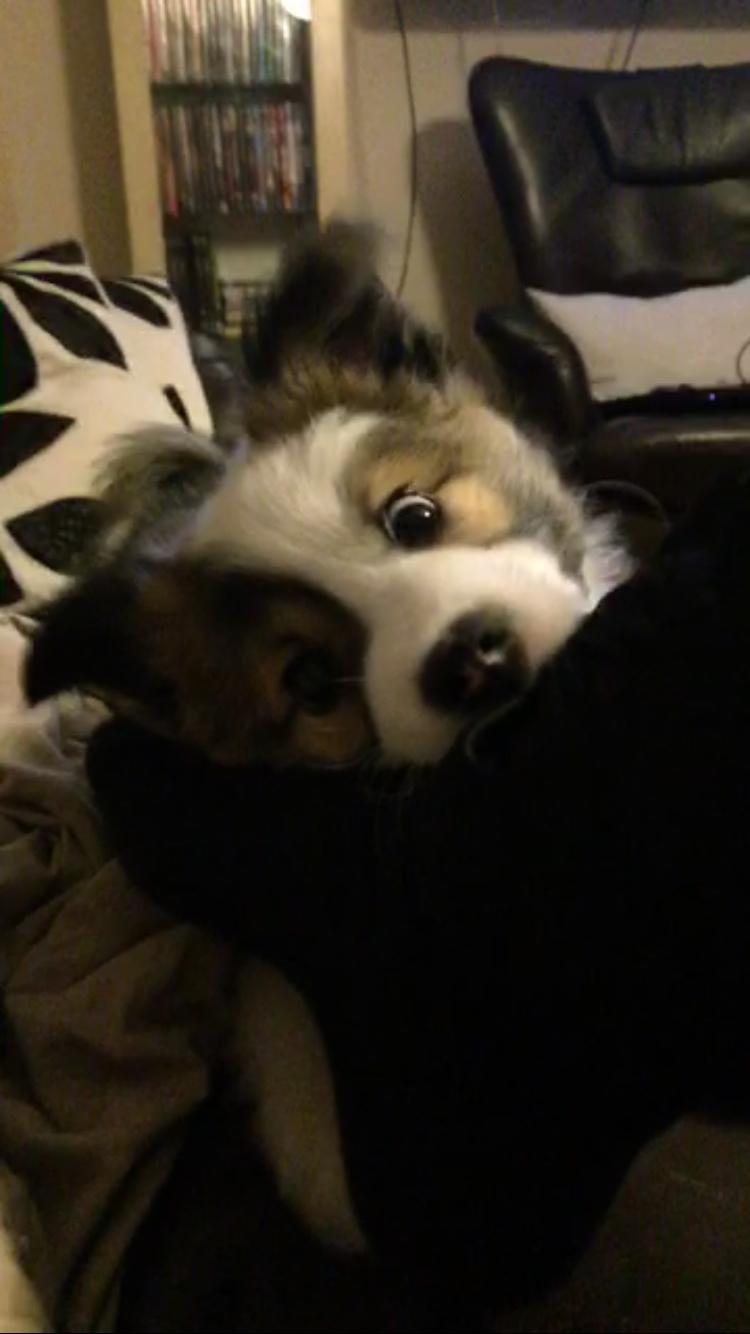 Islandsk fårehund Zilas billede 33