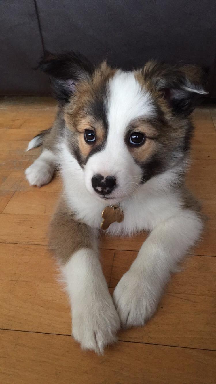 Islandsk fårehund Zilas billede 35