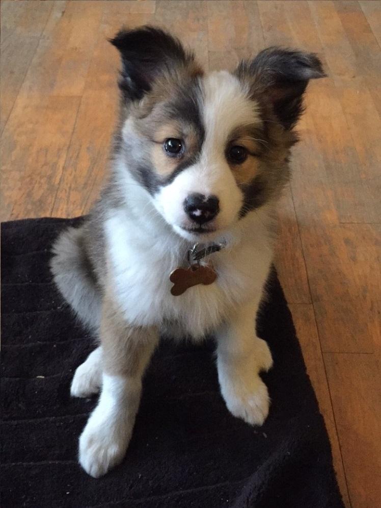 Islandsk fårehund Zilas billede 37