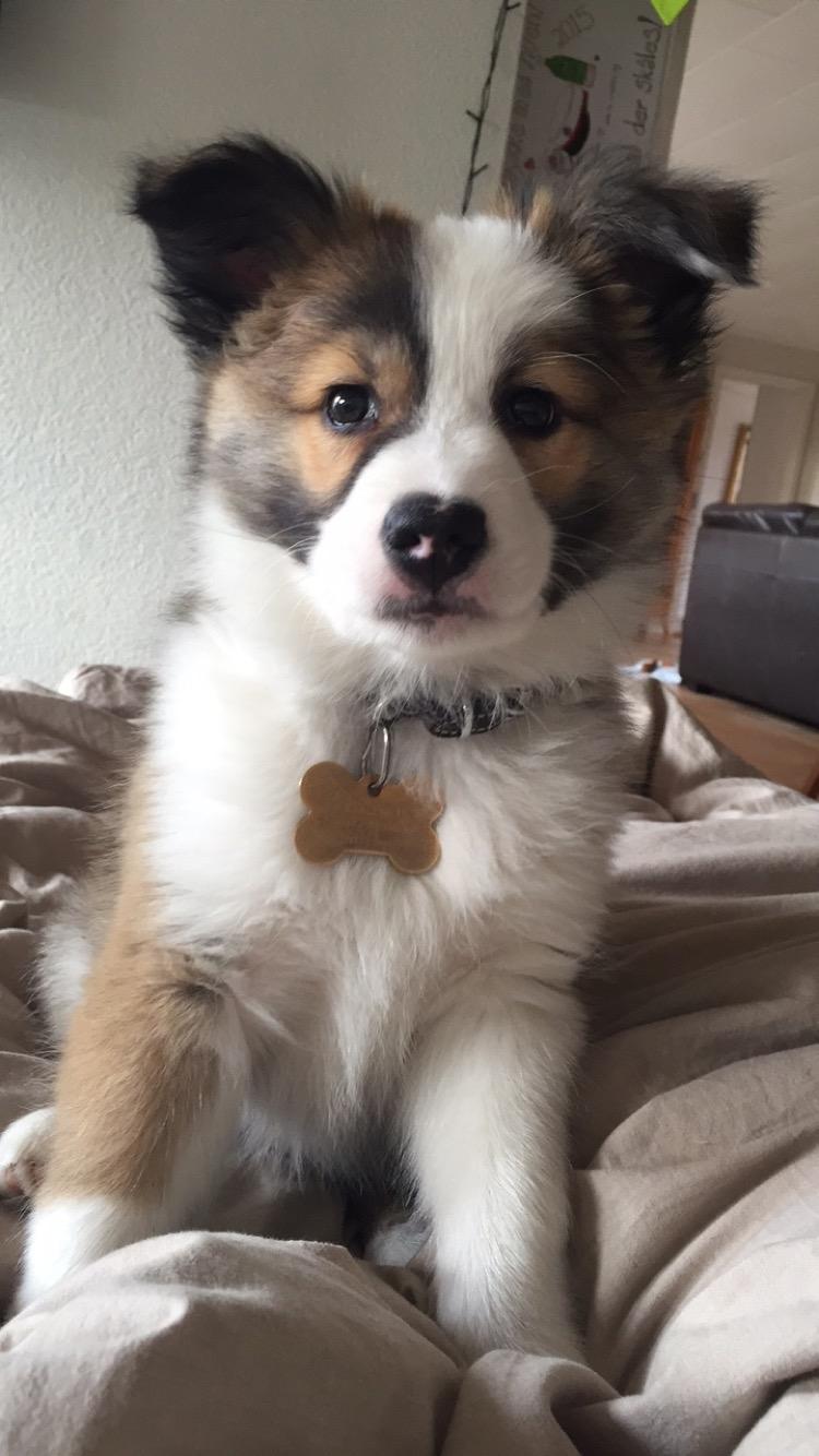 Islandsk fårehund Zilas billede 38