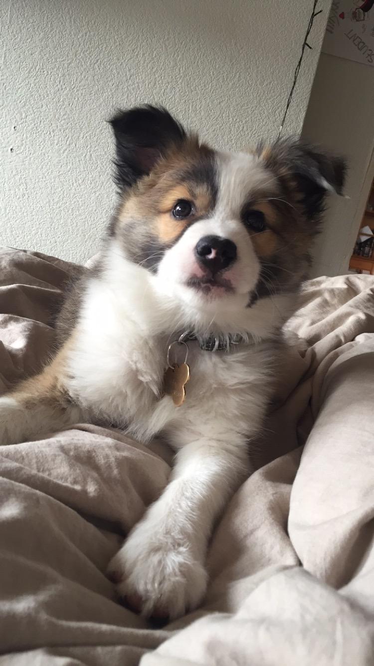 Islandsk fårehund Zilas billede 39