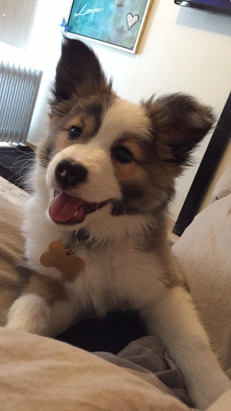 Islandsk fårehund Zilas billede 40