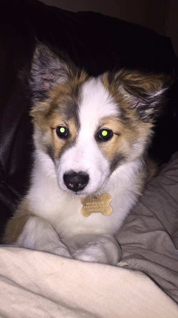 Islandsk fårehund Zilas billede 41