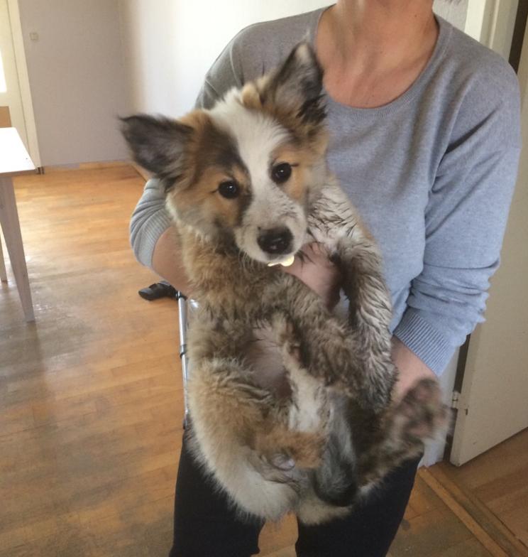 Islandsk fårehund Zilas billede 42