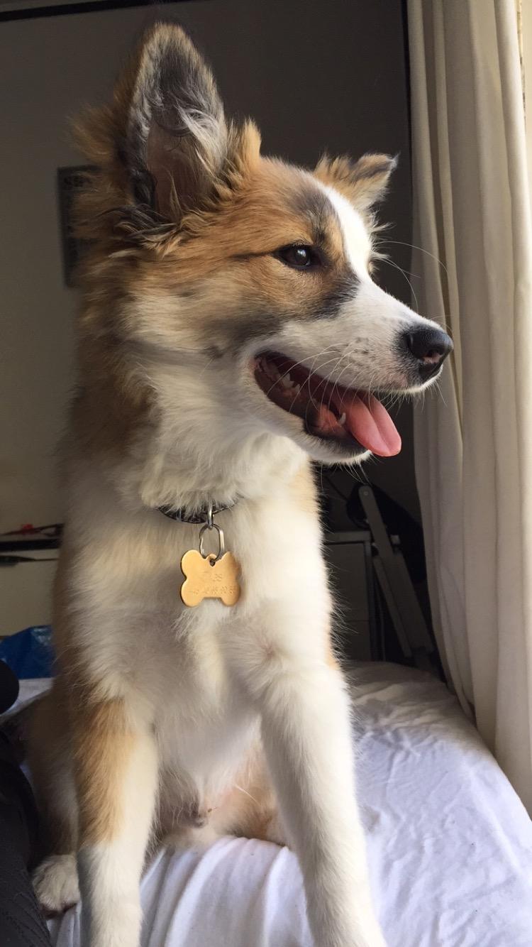 Islandsk fårehund Zilas billede 43