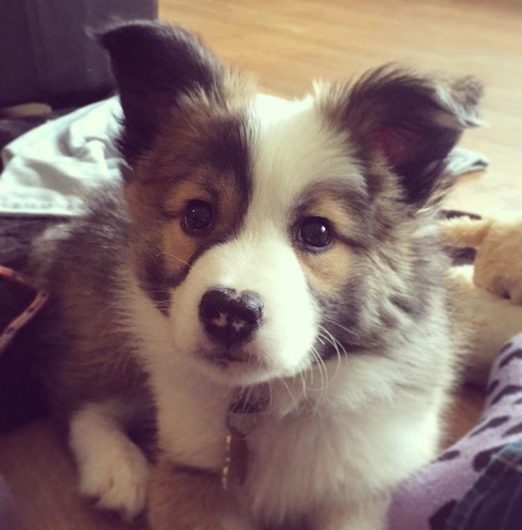 Islandsk fårehund Zilas billede 36