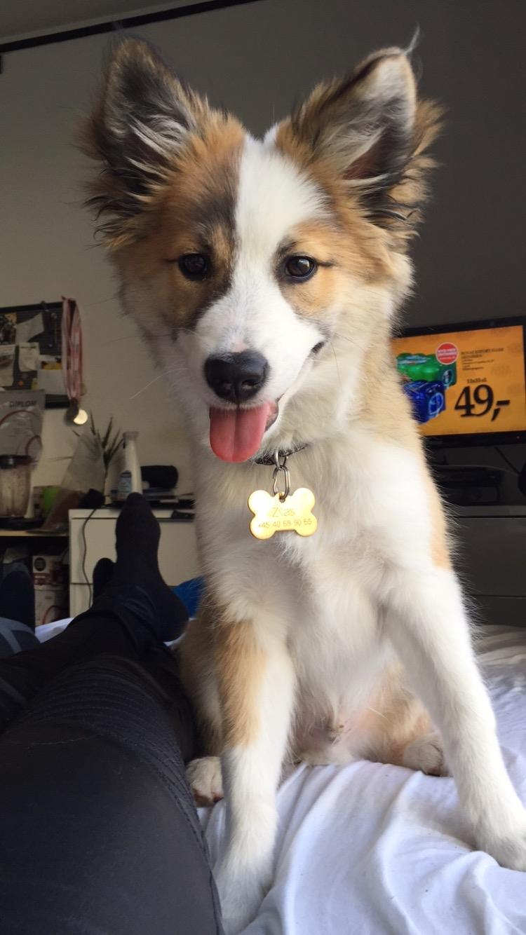 Islandsk fårehund Zilas billede 44