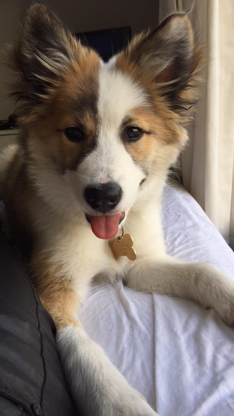 Islandsk fårehund Zilas billede 45