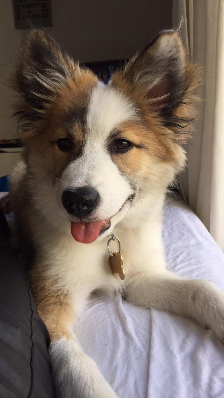 Islandsk fårehund Zilas billede 46