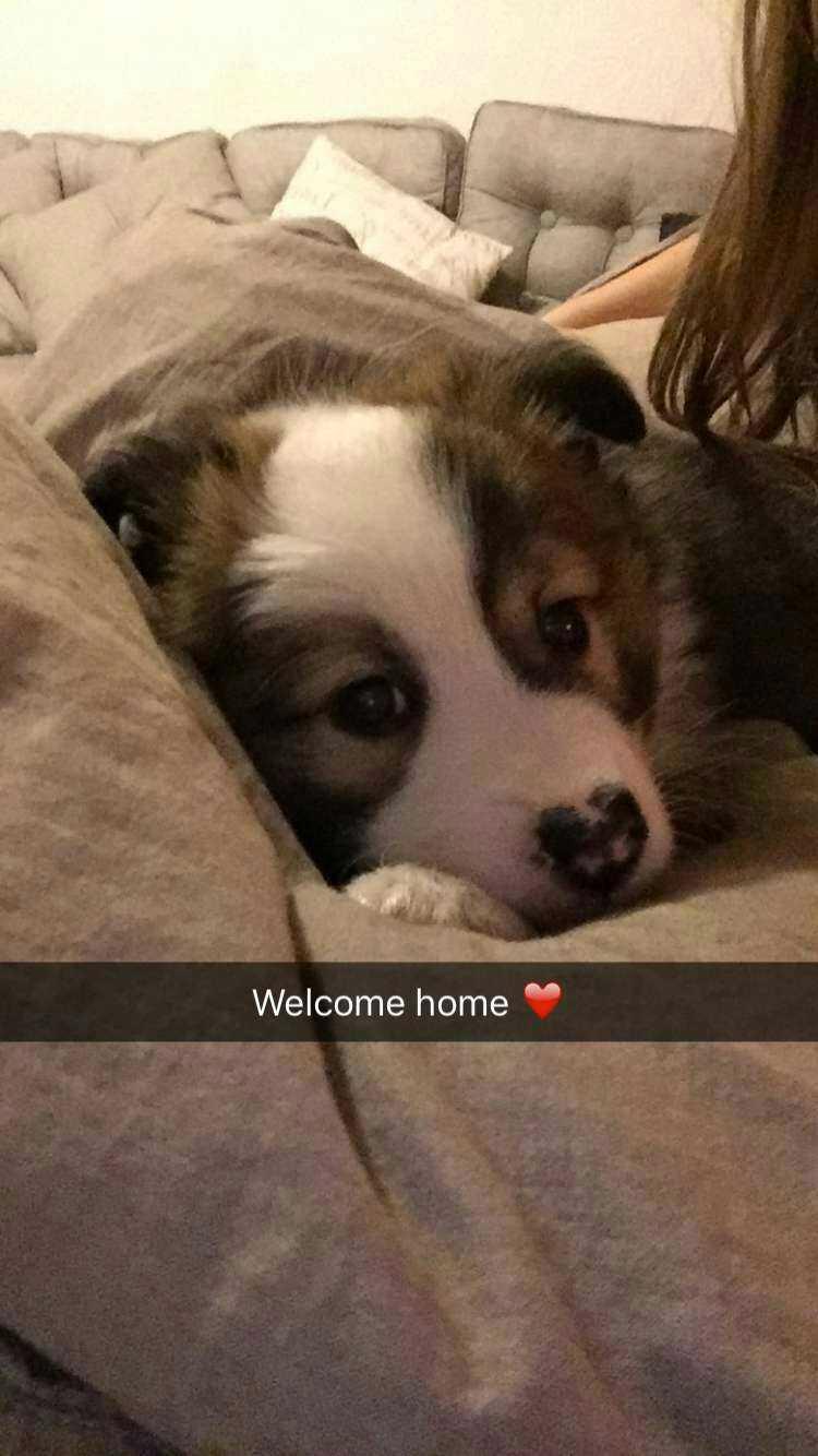 Islandsk fårehund Zilas billede 27