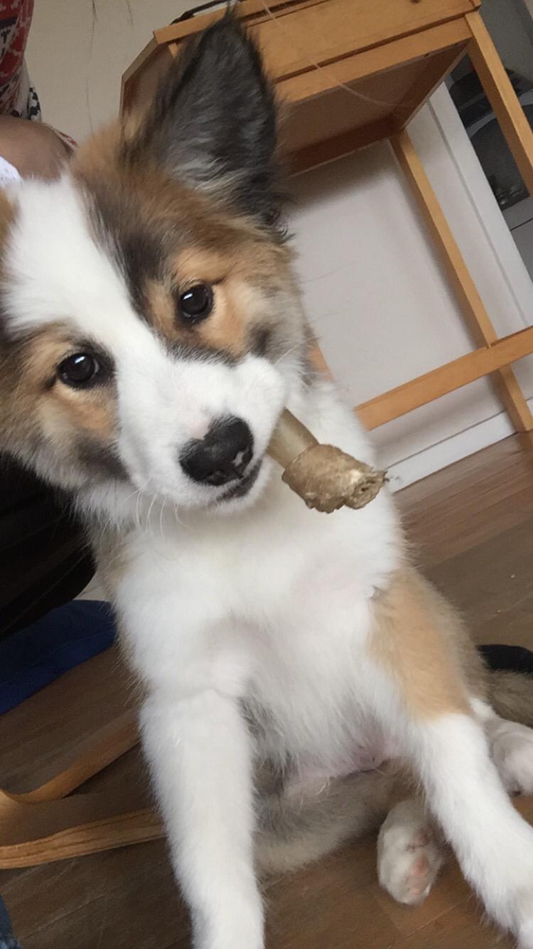 Islandsk fårehund Zilas billede 1