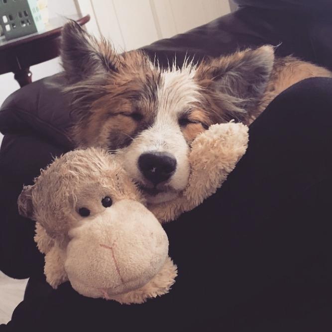 Islandsk fårehund Zilas billede 4