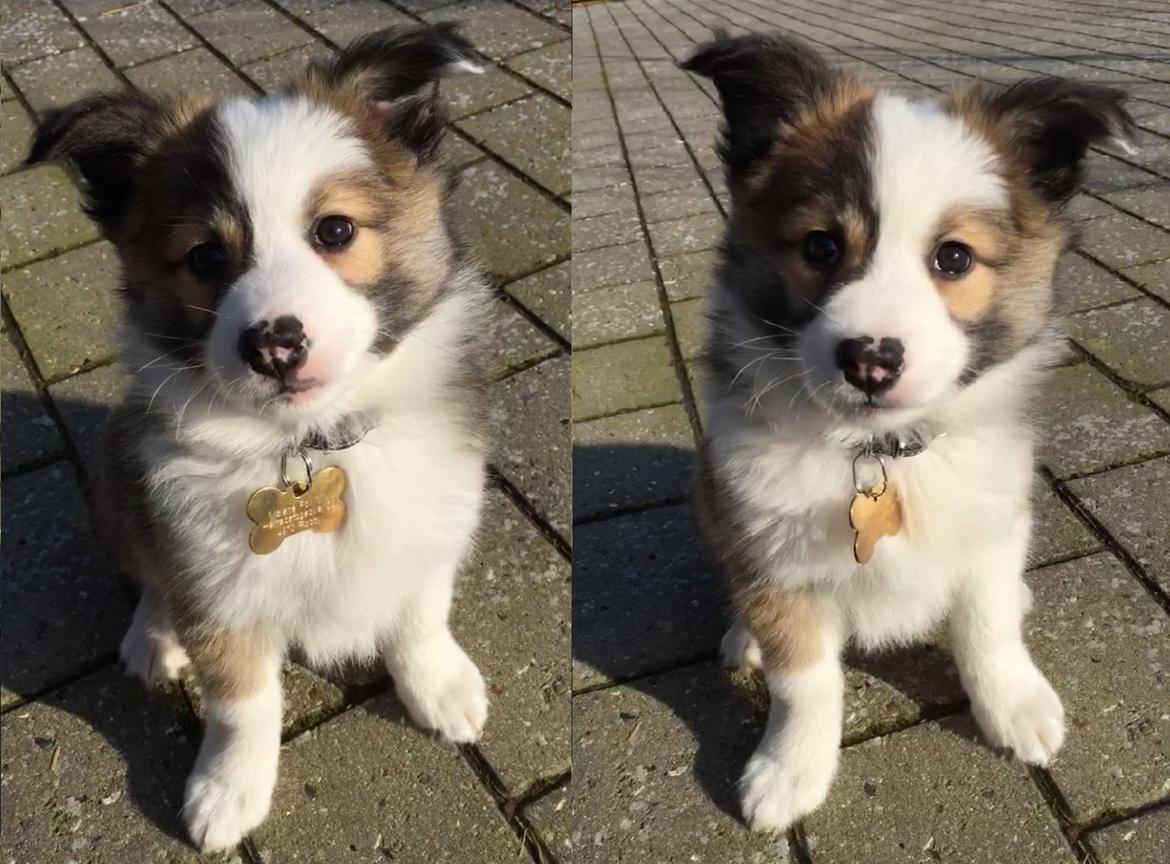 Islandsk fårehund Zilas billede 31