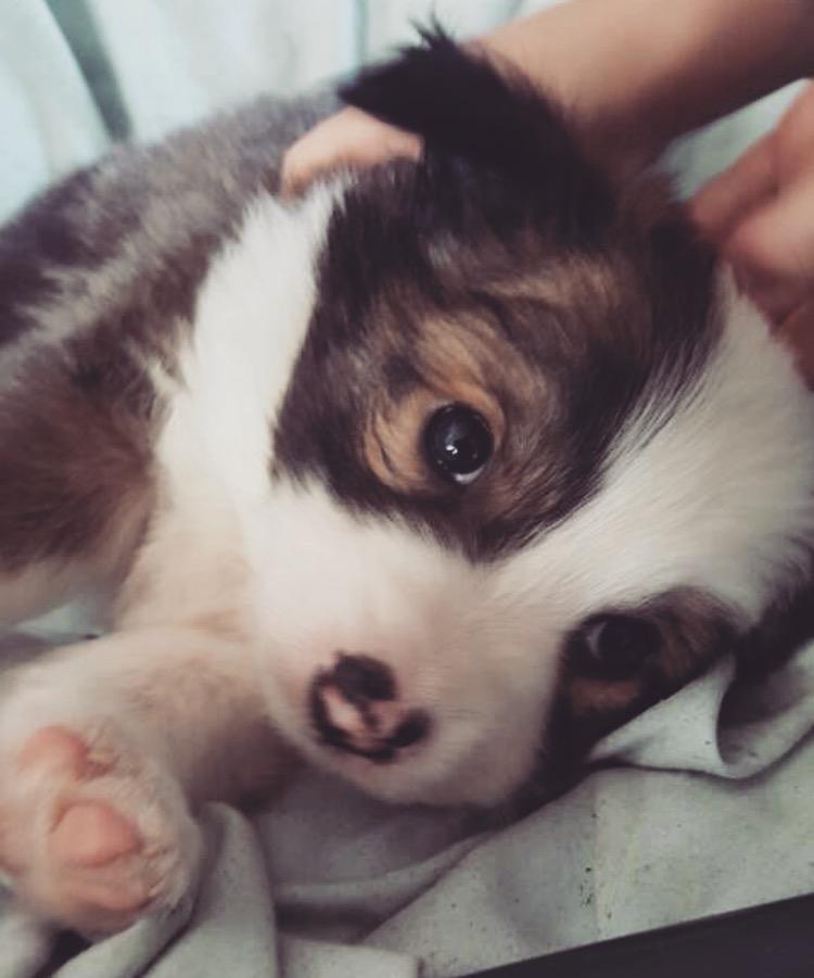 Islandsk fårehund Zilas billede 2