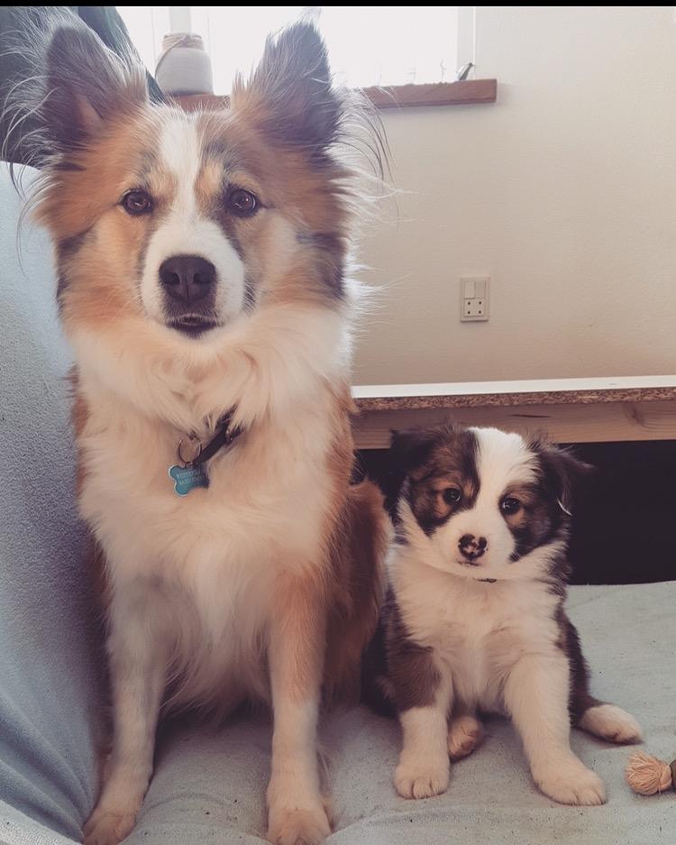 Islandsk fårehund Zilas billede 26