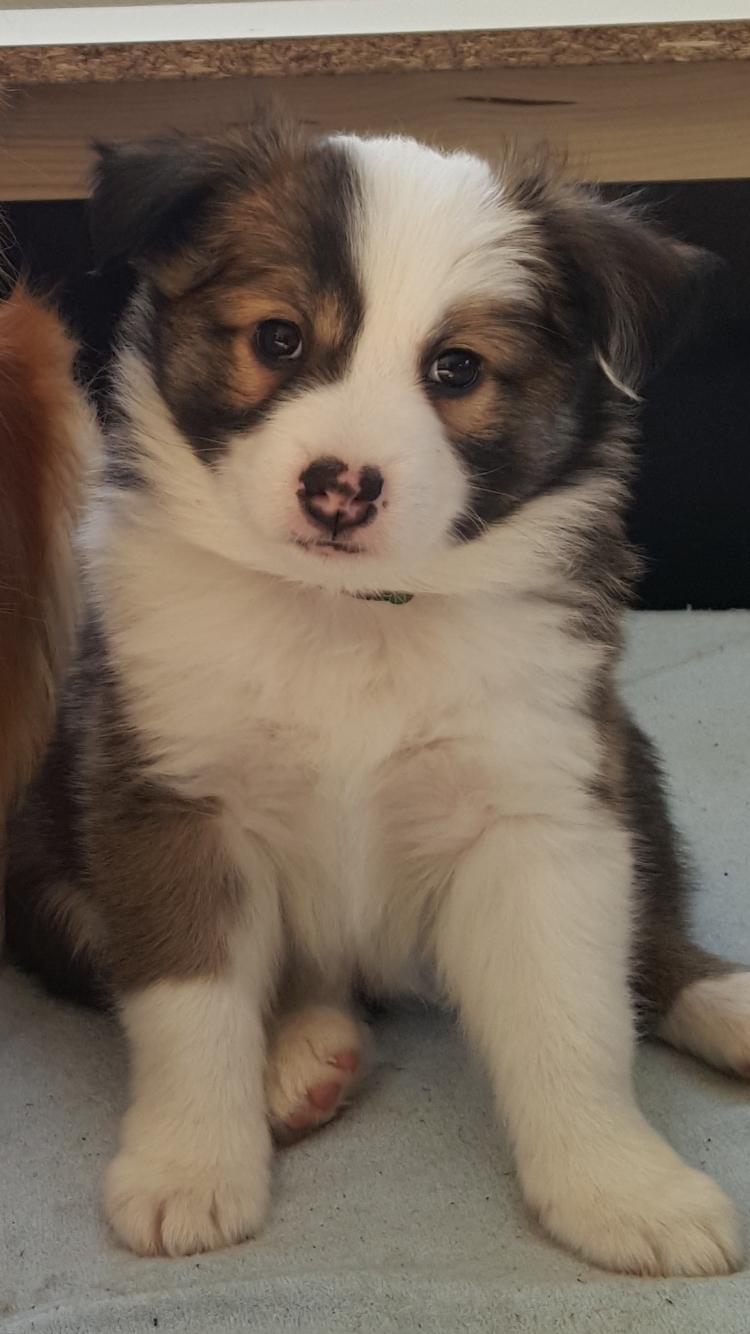 Islandsk fårehund Zilas billede 3