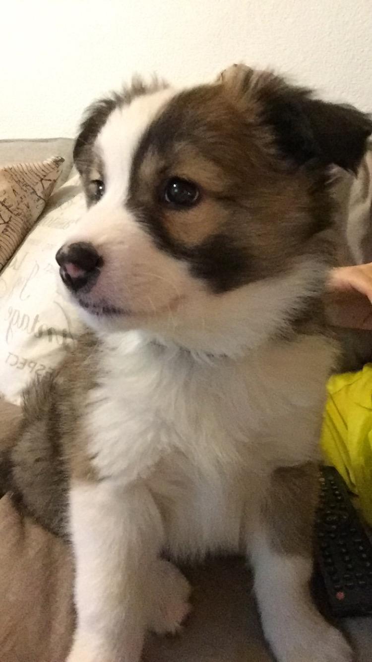 Islandsk fårehund Zilas billede 34