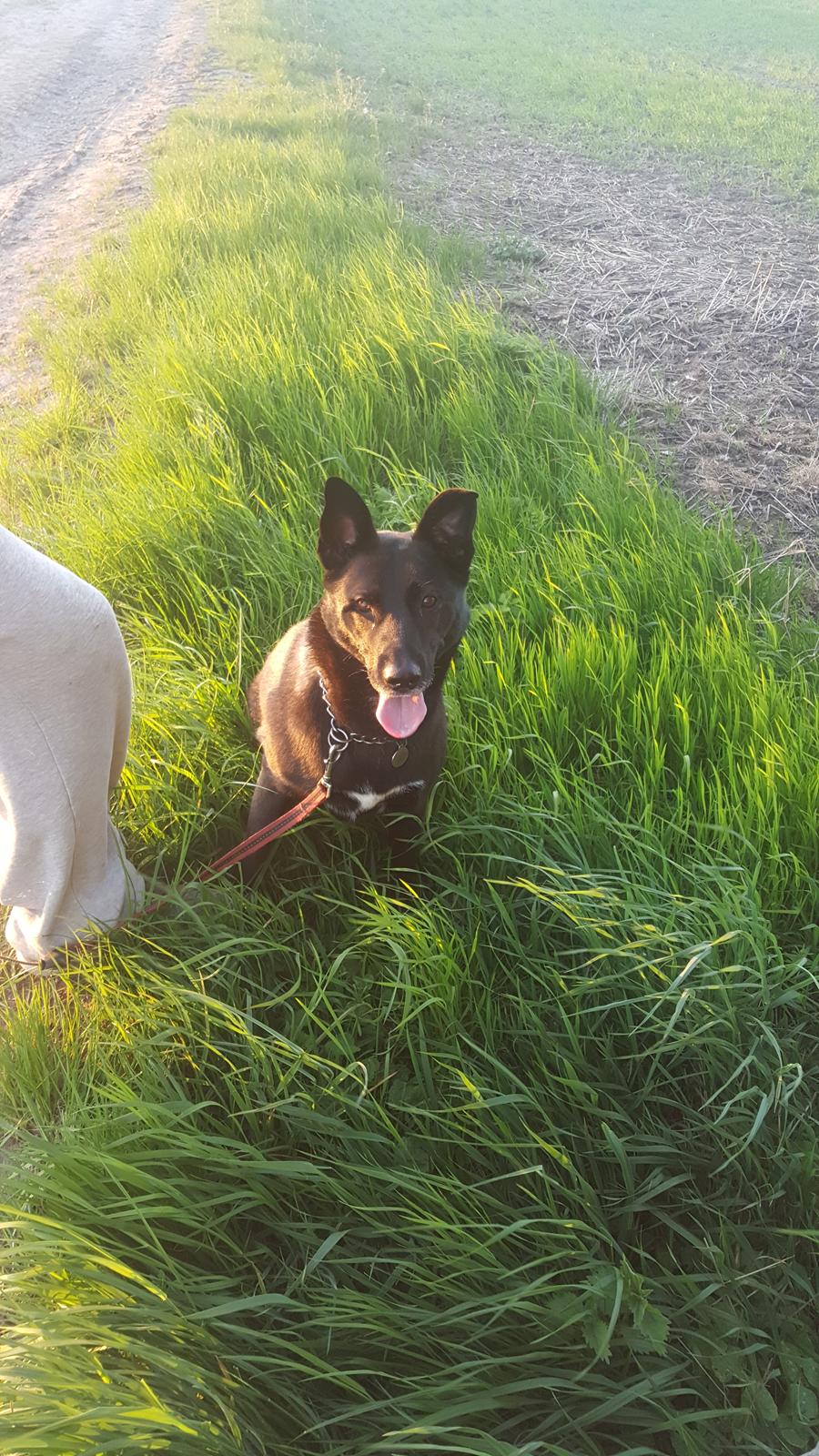 Blanding af racer Asti billede 1