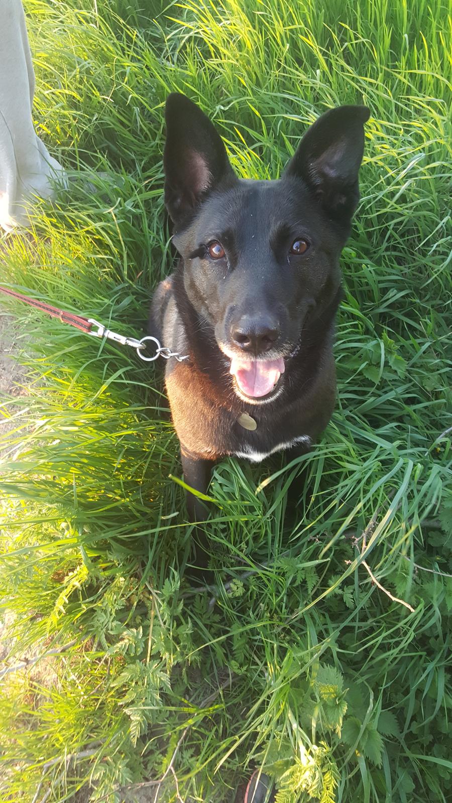 Blanding af racer Asti billede 2