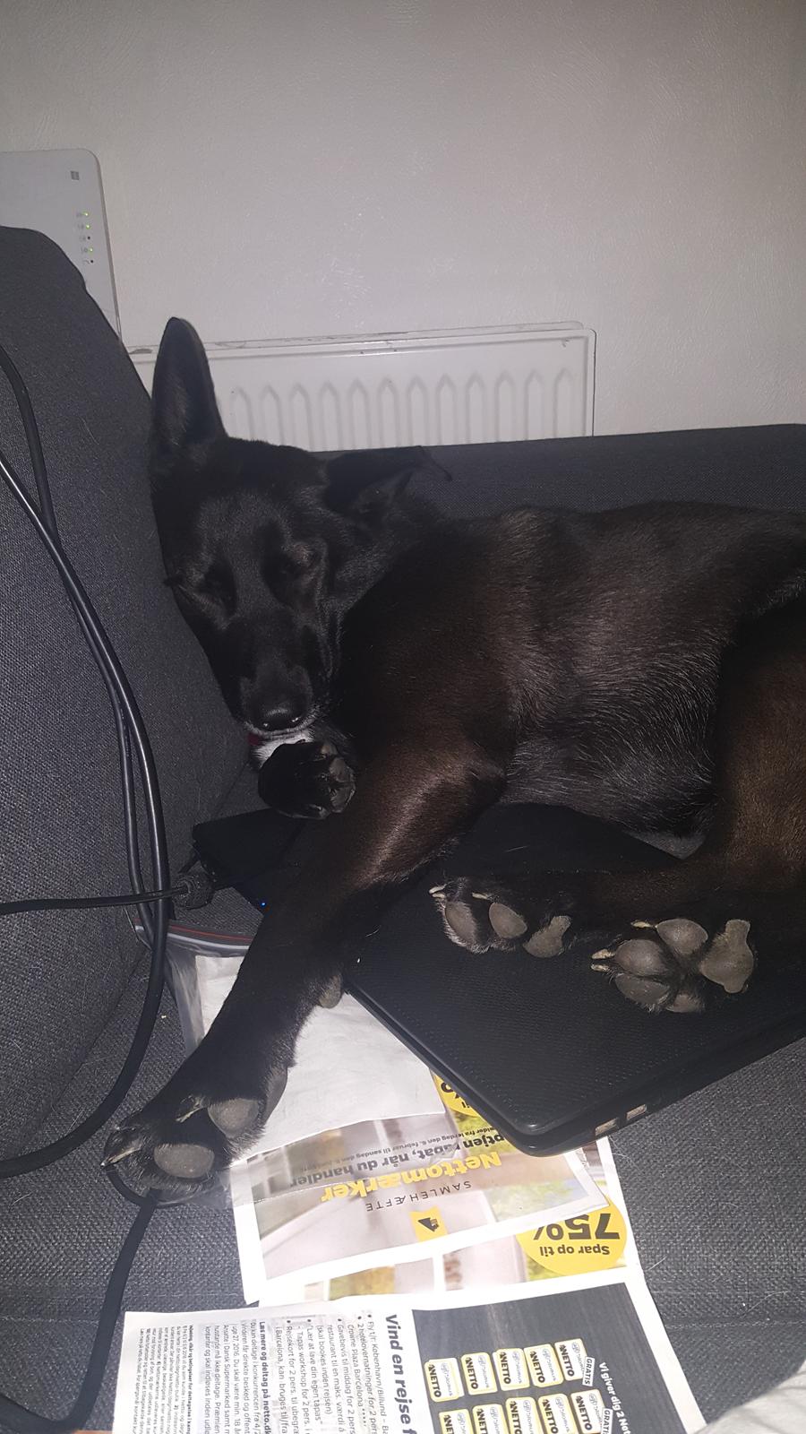 Blanding af racer Asti billede 3