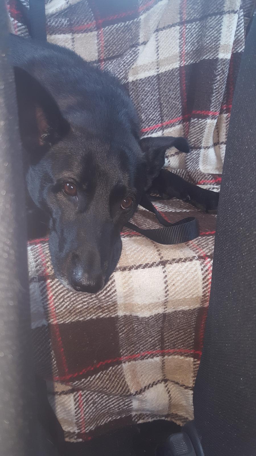 Blanding af racer Asti billede 5