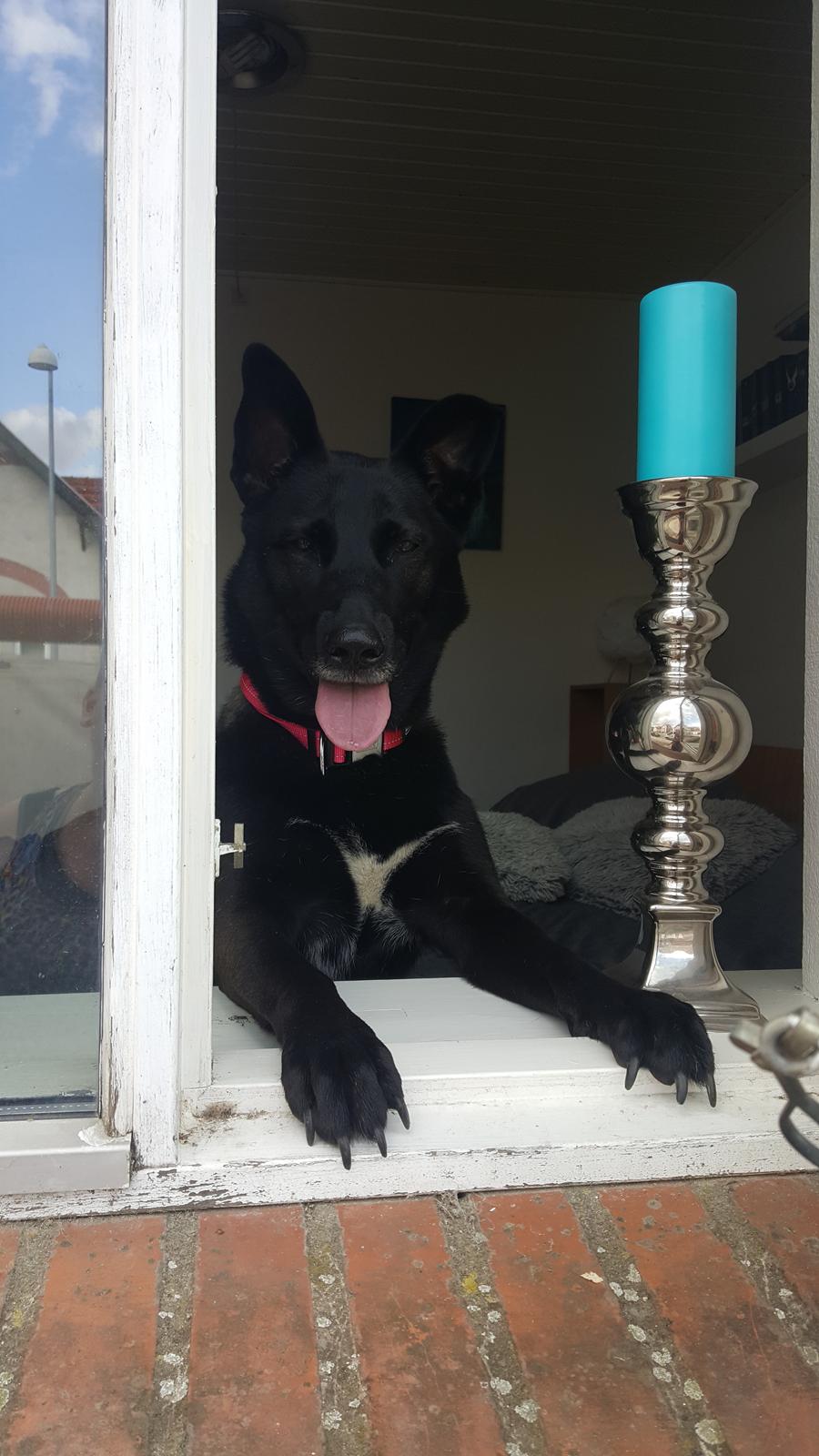 Blanding af racer Asti billede 6