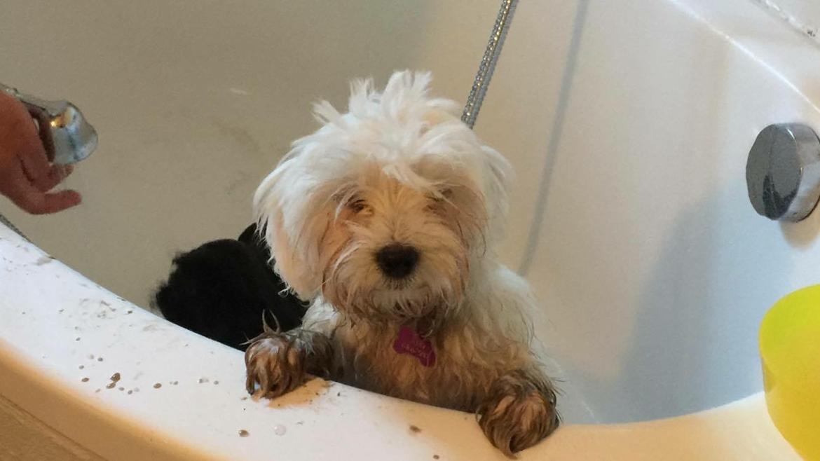 Malteser Milla billede 5