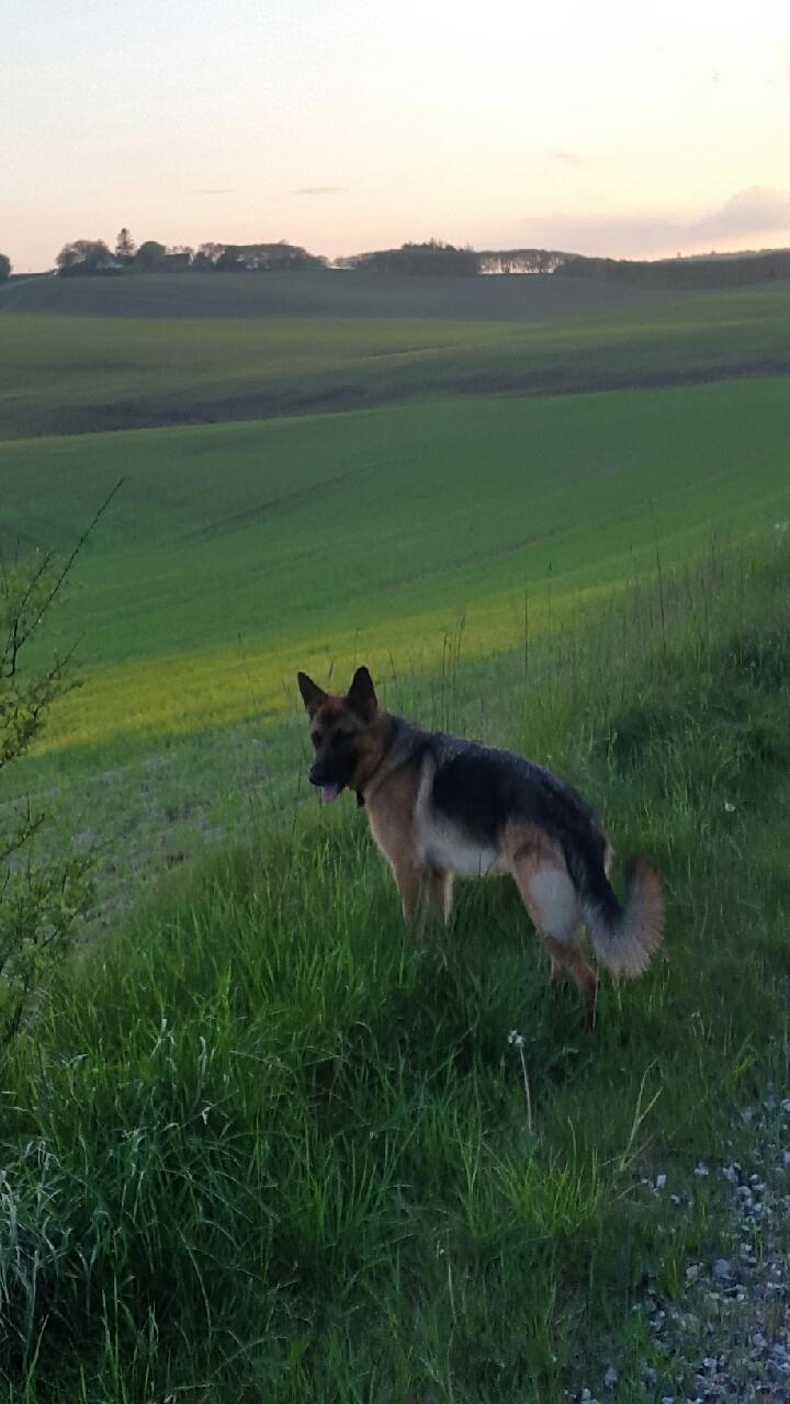 Schæferhund Mongrif Fanta  (Laica) billede 6