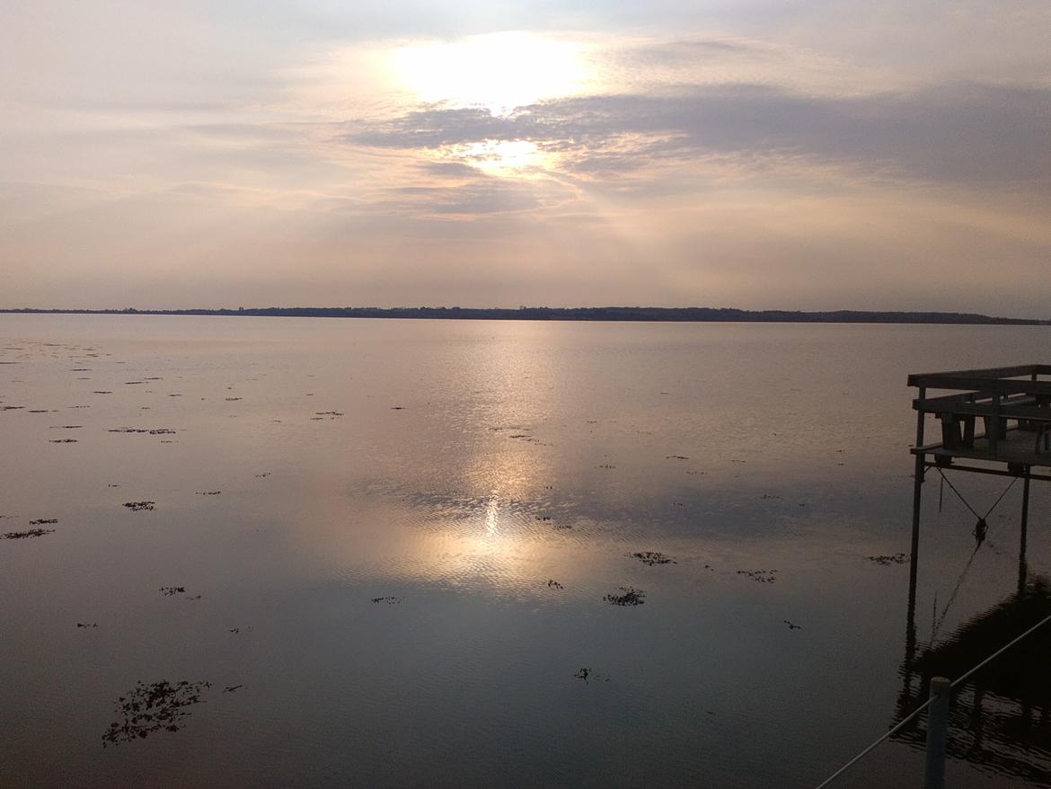 Mastin español Frekes bering billede 17