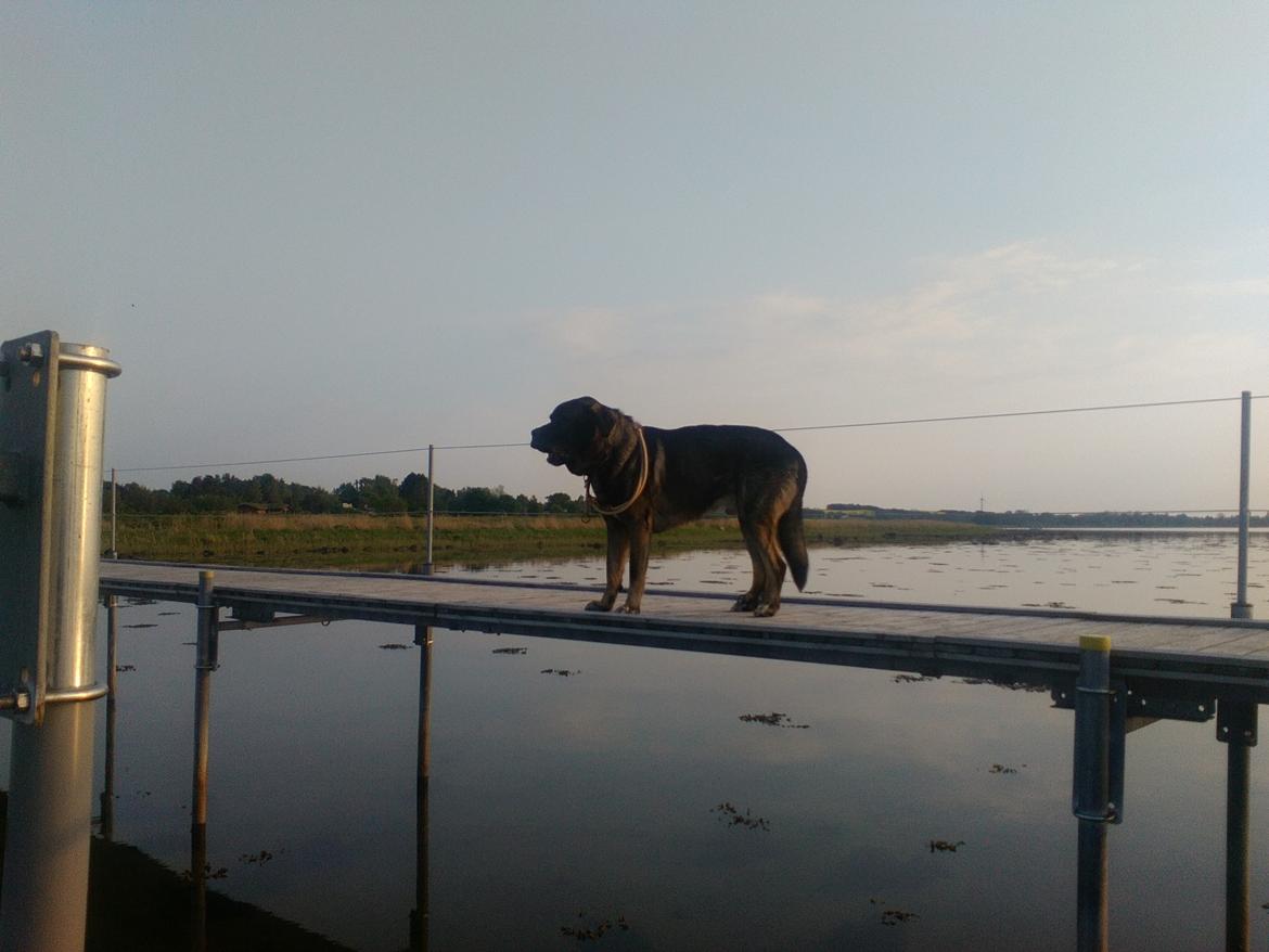 Mastin español Frekes bering billede 1