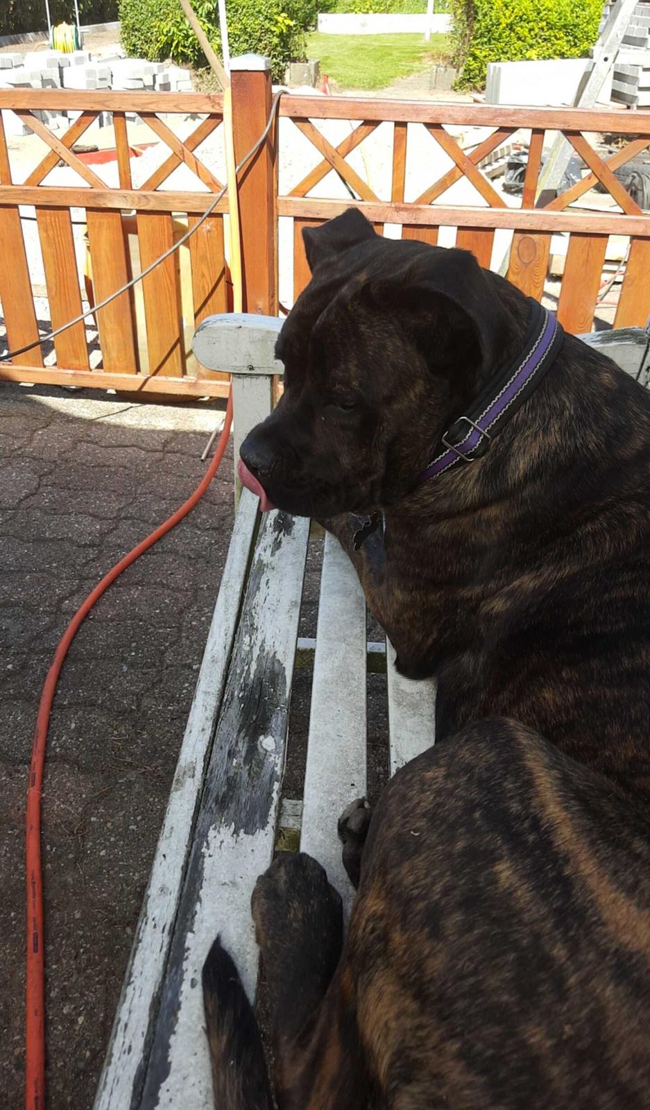 Cane corso Tasja billede 11